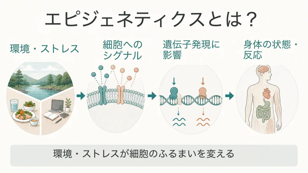 エピジェネティクスとは