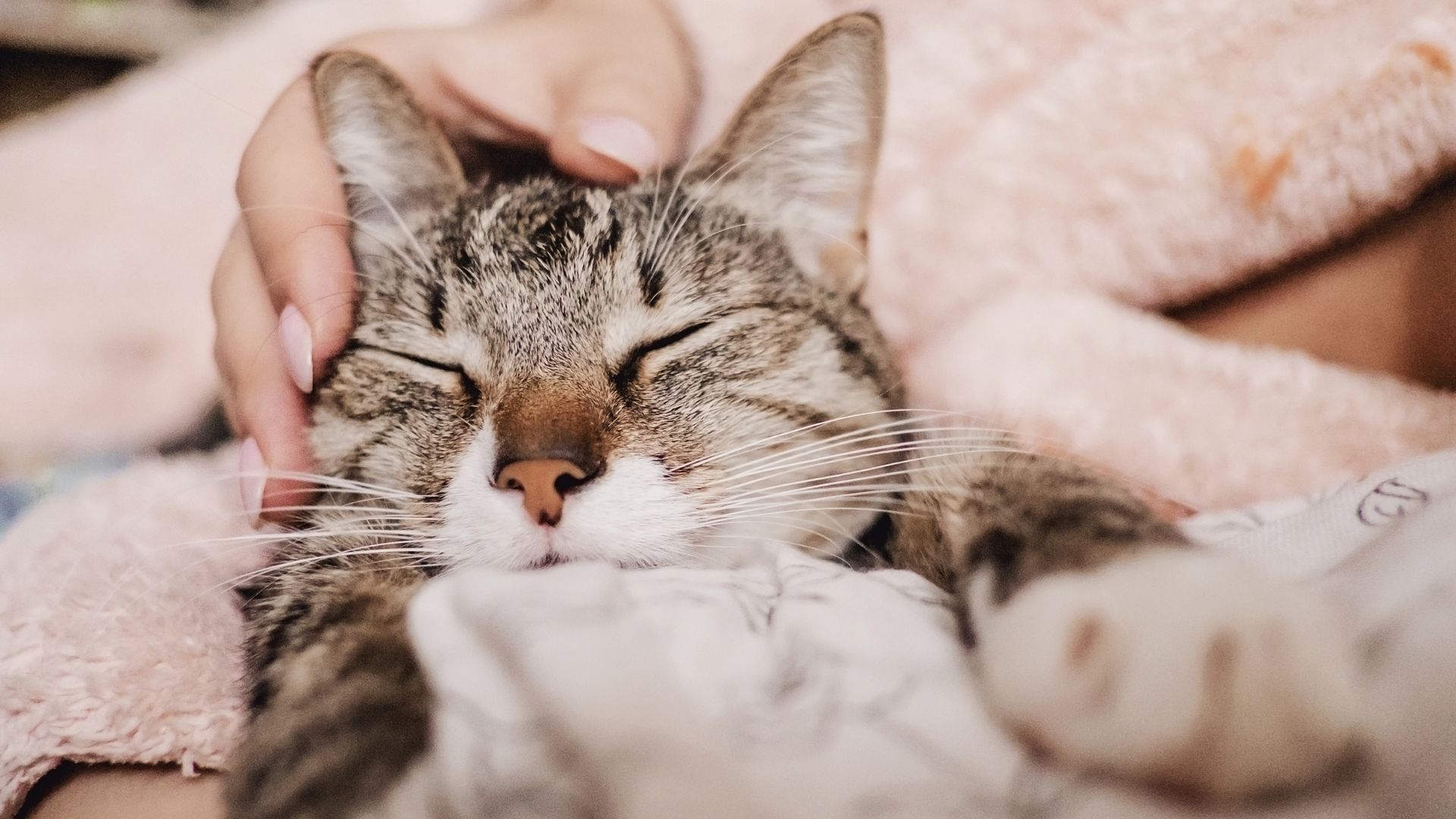 【お客様の声】安楽死を勧められた猫が嘘みたいに元気になった!